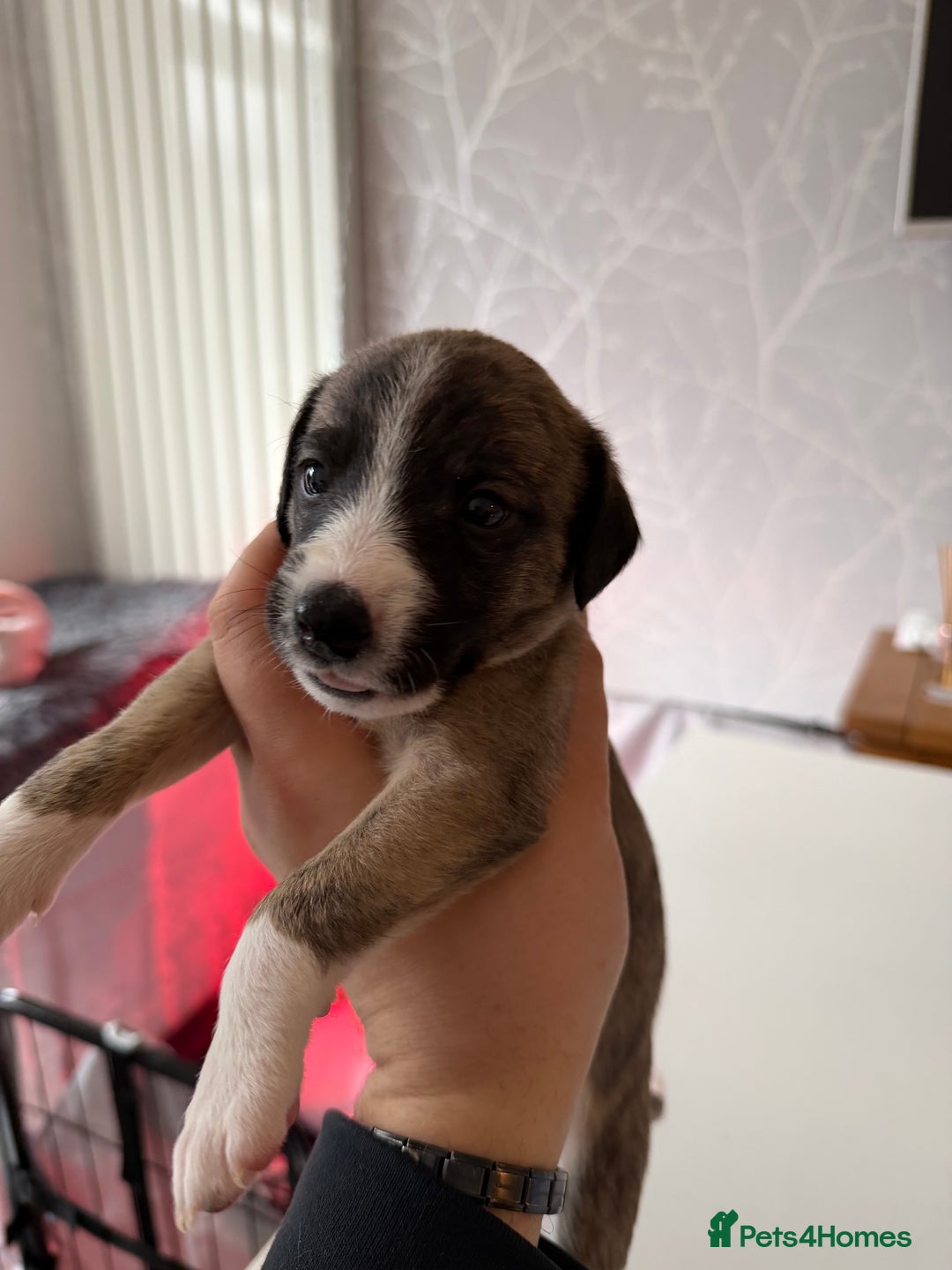 Mixed Breed dogs for sale: Bedlington x Whippet - Advert 19