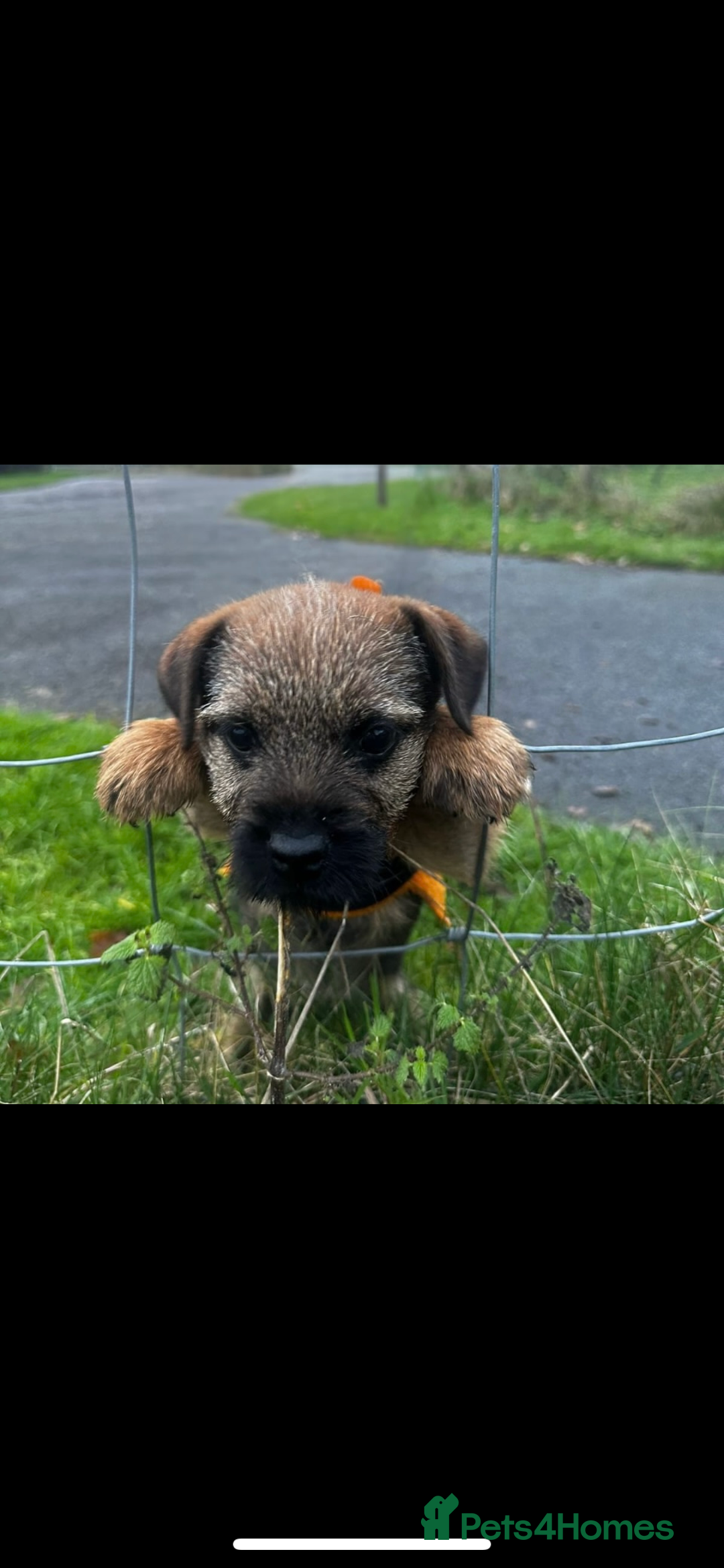 Border Terrier dogs for sale: Border Terrier puppies - Advert 4