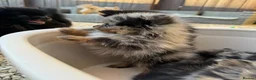 Pomeranian dogs for sale: Merle Pomeranians - Advert 1