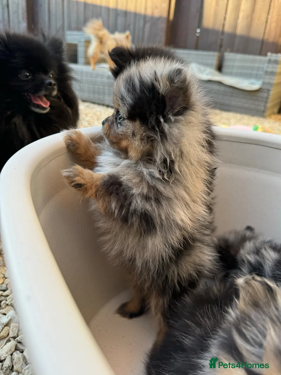 Pomeranian dogs for sale: Merle Pomeranians - Advert 1