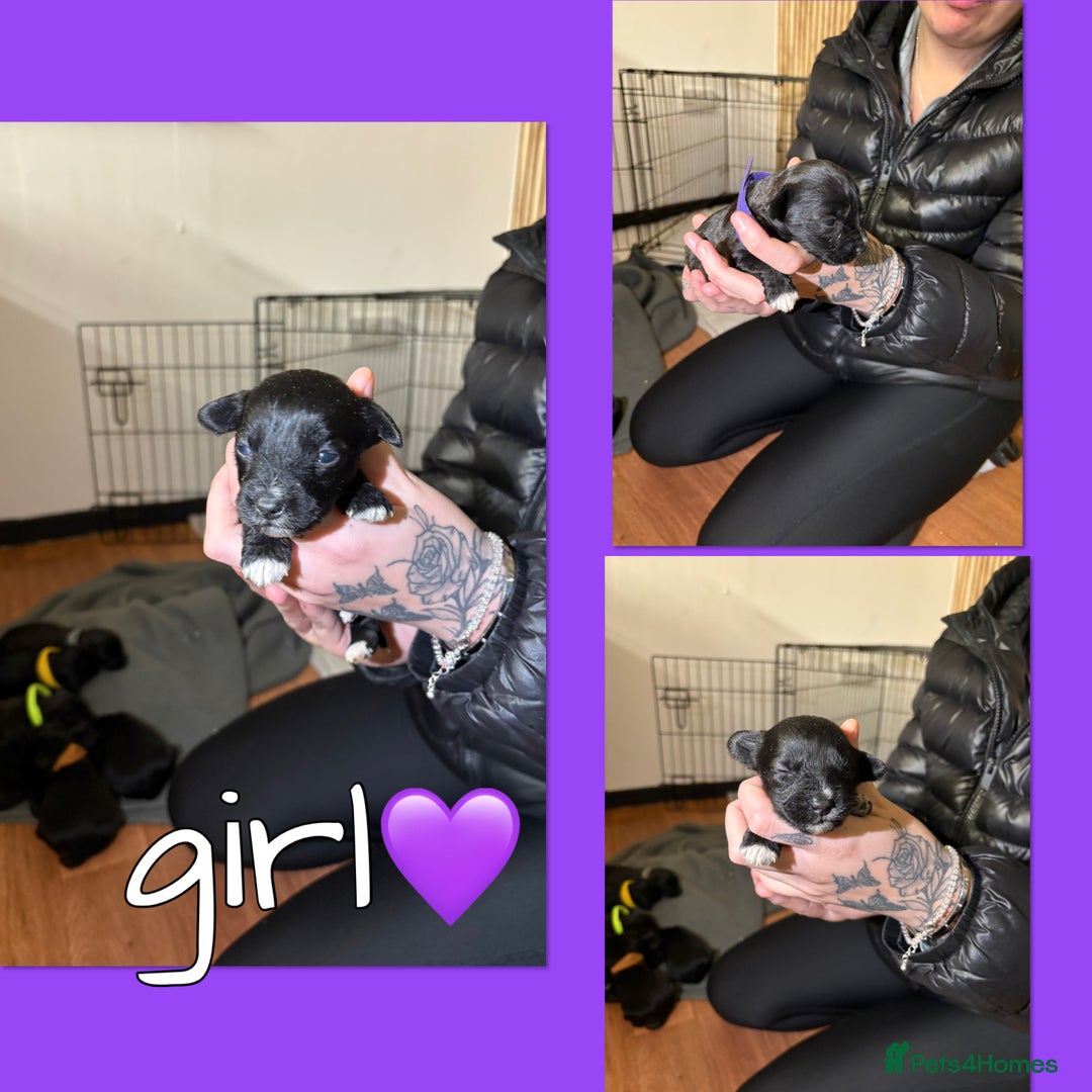 Mixed Breed dogs for sale: Jackapoo Puppies - Advert 12