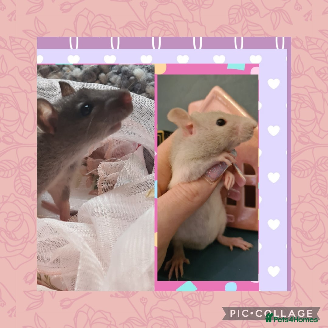 Rat rodents for sale: ***Stunning Tame and Loving Natured Baby Rats *** - Advert 4