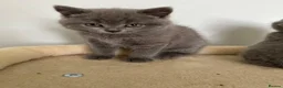 British Shorthair cats for sale: Pure British shorthair kittens Genetically tested - Advert 9