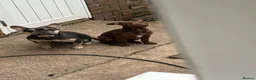 Mixed Breed dogs for sale:  frenchollie in need of new home  in Cardiff - Advert 3