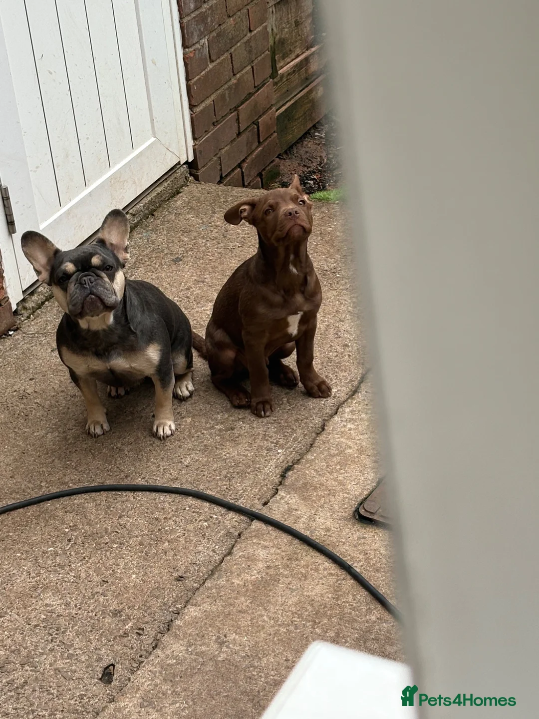 Mixed Breed dogs for sale:  frenchollie in need of new home  in Cardiff - Advert 3