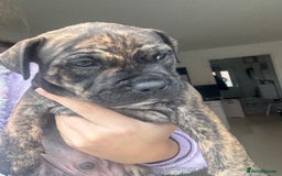 Staffordshire Bull Terrier dogs for sale: 🐾 Beautiful Staffordshire Puppies for Sale 🐾 - Image 13