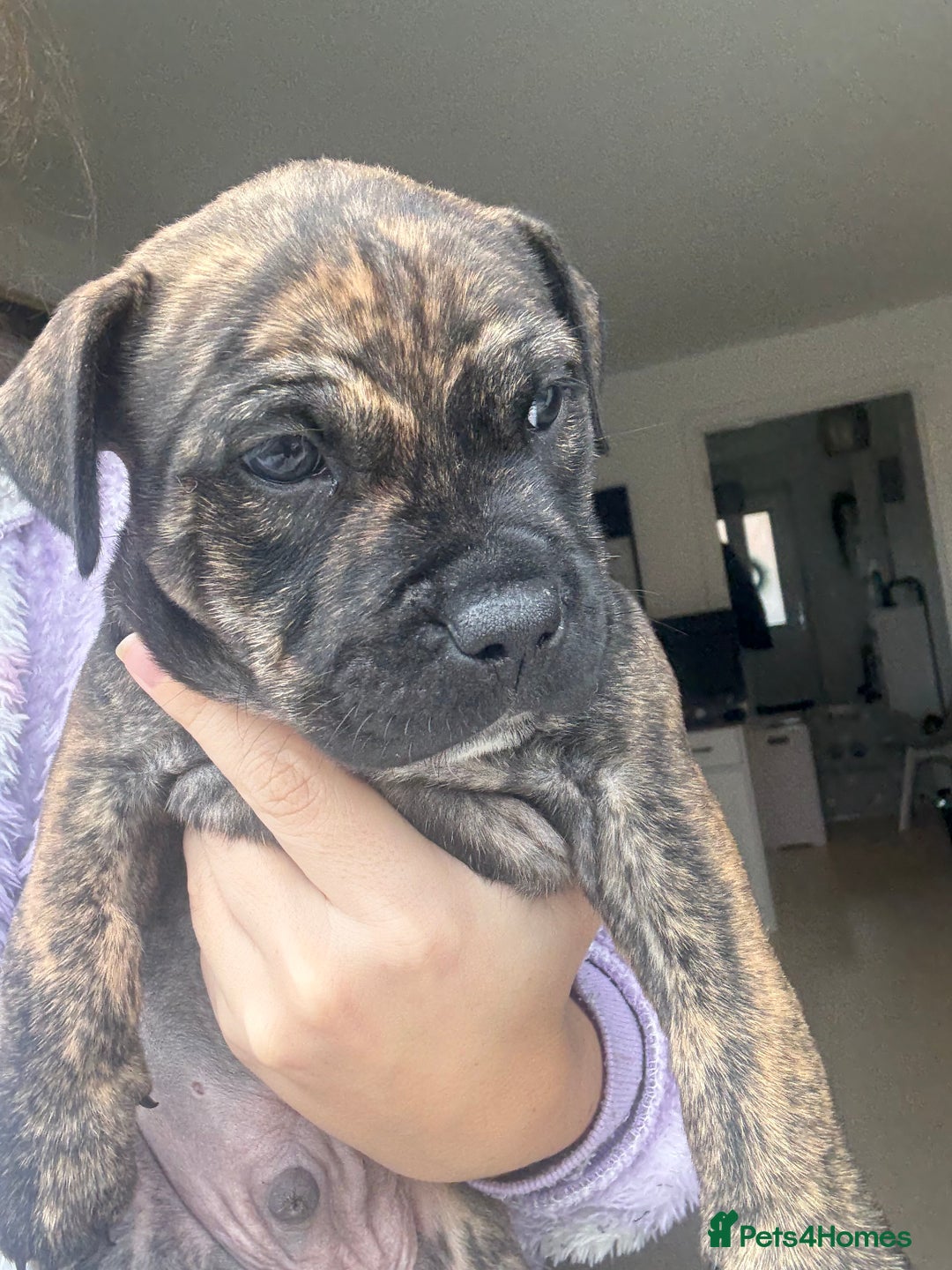 Staffordshire Bull Terrier dogs for sale: 🐾 Beautiful Staffordshire Puppies for Sale 🐾 - Image 13
