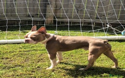 Boston Terrier dogs for stud: Beautiful  champagne Boston terrier stud(proven) in Houghton le Spring - Image 1