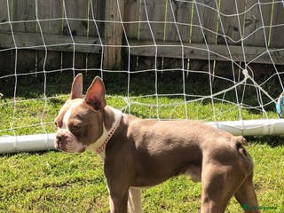 Boston Terrier dogs Beautiful champagne Boston terrier stud(proven) in Houghton le Spring - Advert 3