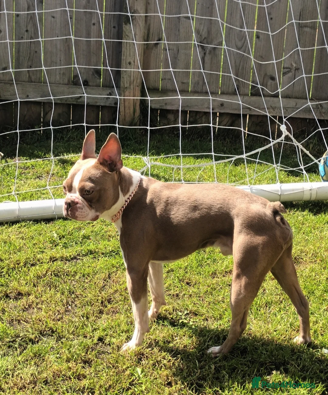 Boston Terrier dogs for stud: Beautiful  champagne Boston terrier stud(proven) in Houghton le Spring - Advert 1