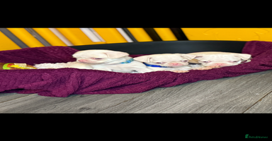 Pug dogs - Advert 1