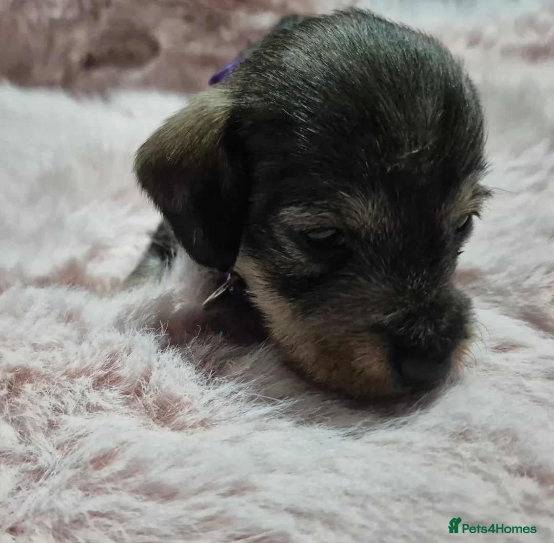 Miniature Dachshund dogs for sale: Miniature wire dachshunds  - Advert 2