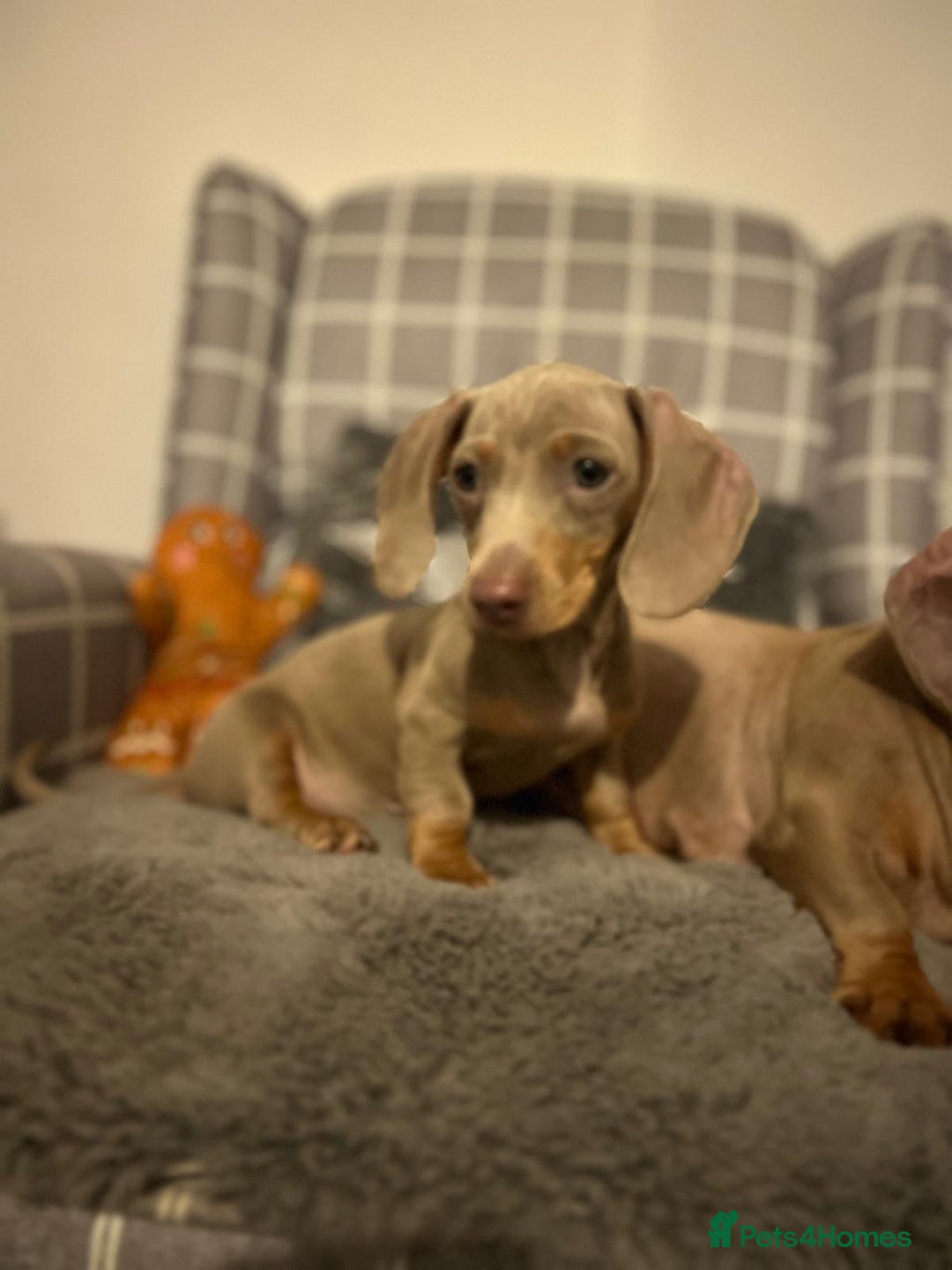 Miniature Dachshund dogs for sale: 💕Beautiful Isabella 💕Miniature Dachshund Puppies - Advert 4