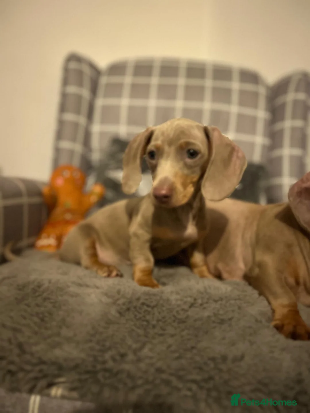 Miniature Dachshund dogs for sale: 💕Beautiful Isabella 💕Miniature Dachshund Puppies - Advert 4