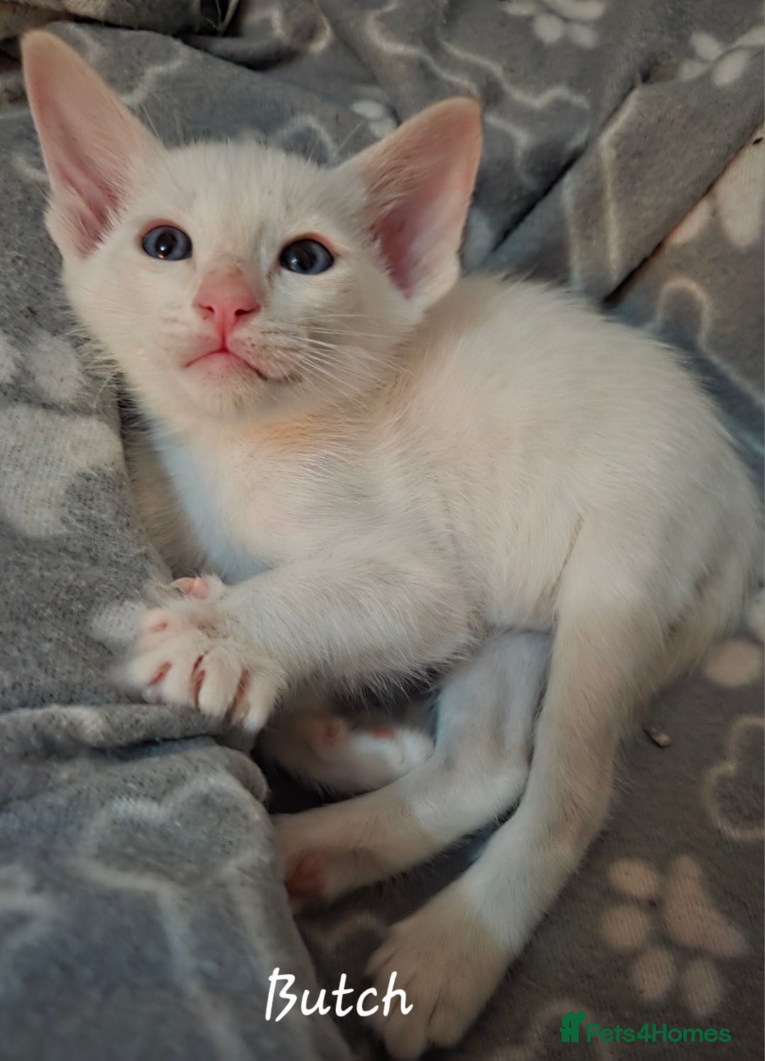 Siamese cats for sale: *1 left*Beautiful GCCF registered Siamese kittens  - Image 24