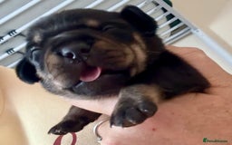 Mixed Breed dogs for sale: French bulldog x daschund - Image 32