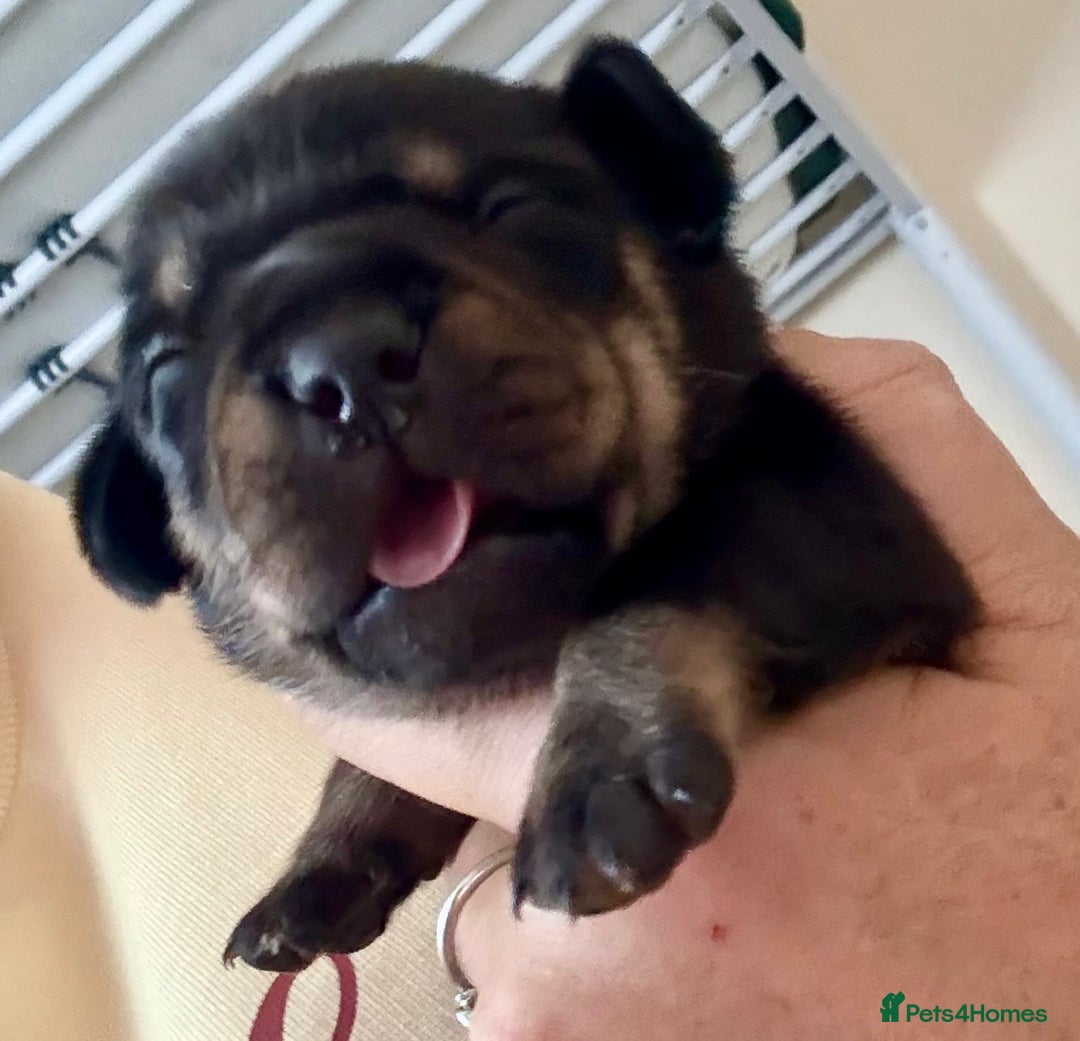 Mixed Breed dogs for sale: French bulldog x daschund - Image 32