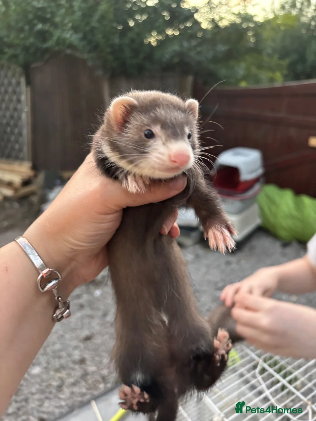 Ferret rodents for sale: Ferret kits  - Advert 1