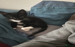 Domestic Shorthair cats for sale: Super affectionate male and female siblings  - Image 4