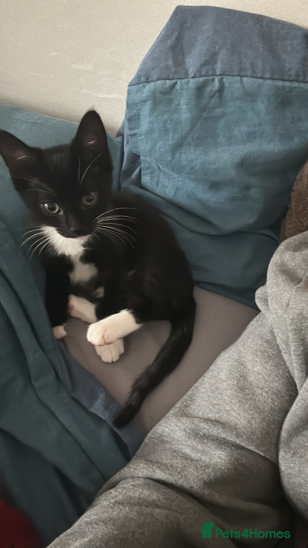 Domestic Shorthair cats for sale: Super affectionate male and female siblings  - Image 4