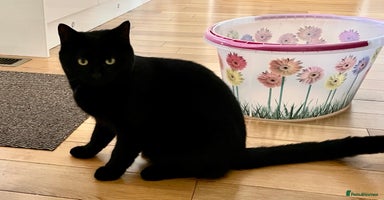 British Shorthair cats - Advert 6