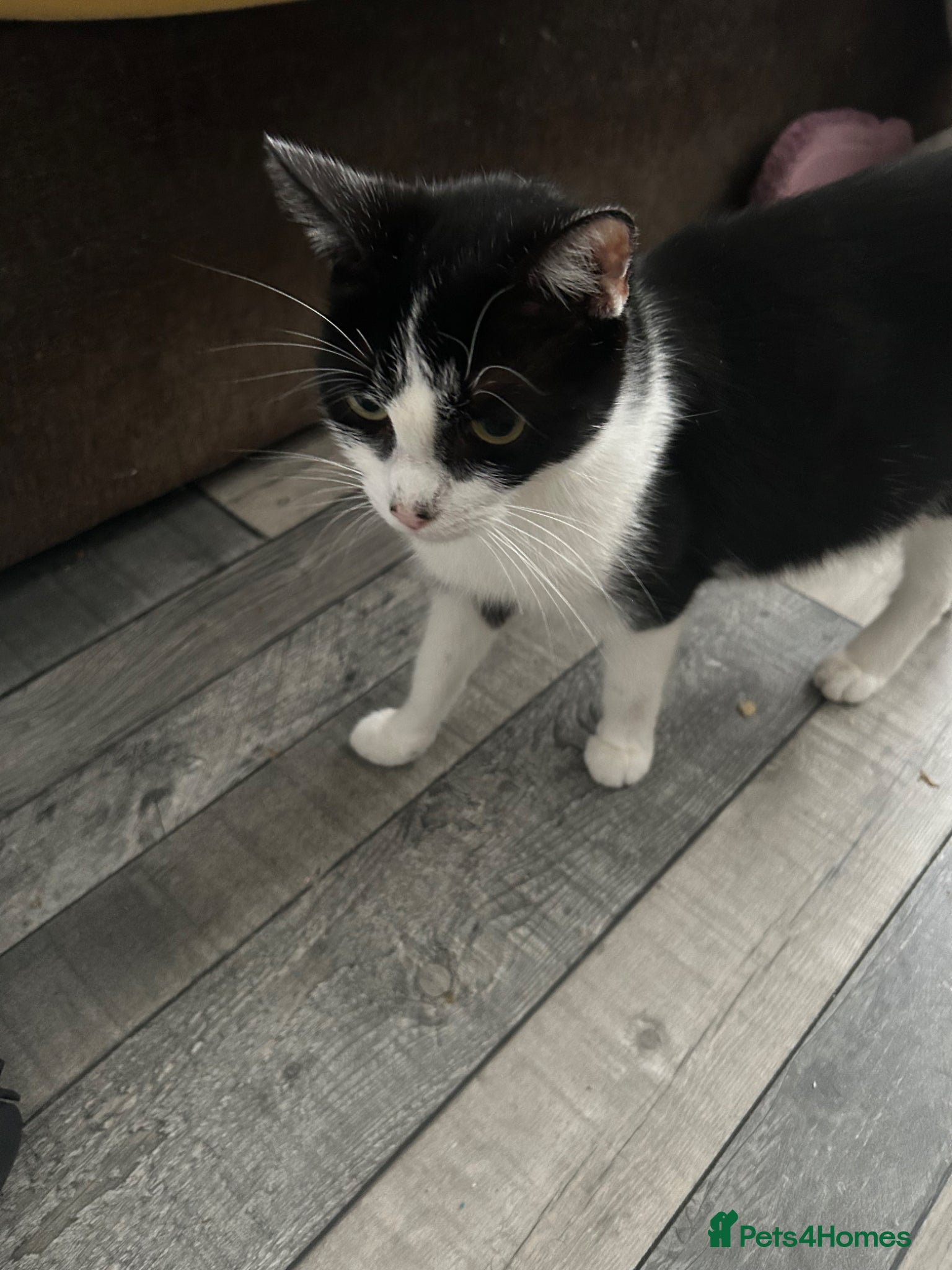 Mixed Breed cats Kittens will be ready 17th of May  - Advert 1