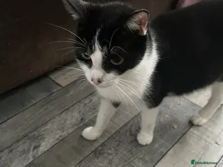 Mixed Breed cats Kittens will be ready 17th of May - Advert 16