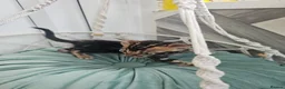 Bengal cats for sale: Stunning Bengal Kittens - Advert 19