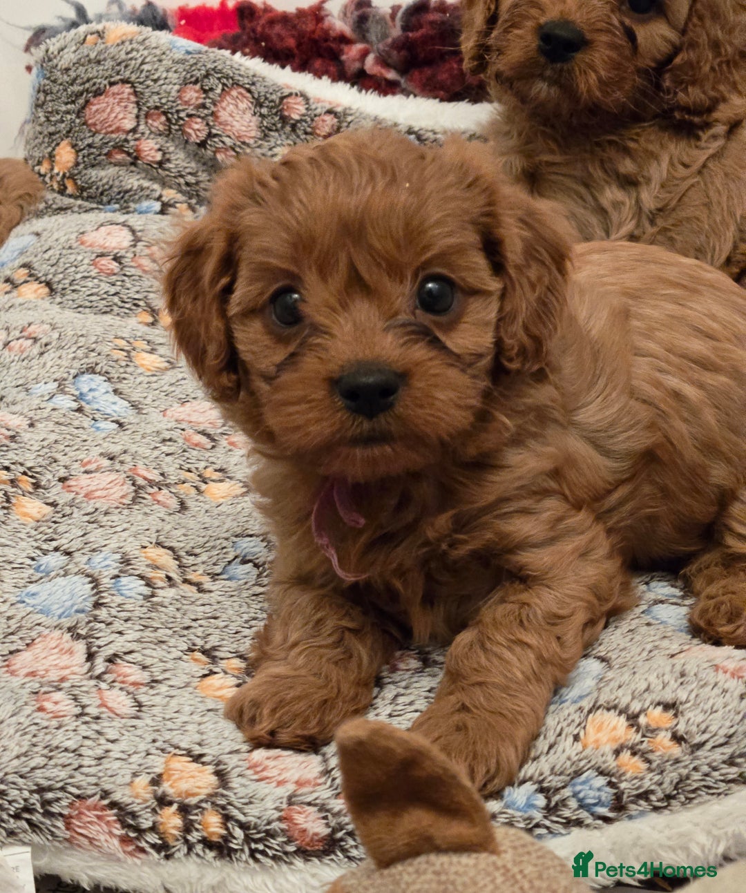 Cavapoo dogs for sale: Gorgeous Red Cavapoo Puppies - Advert 15
