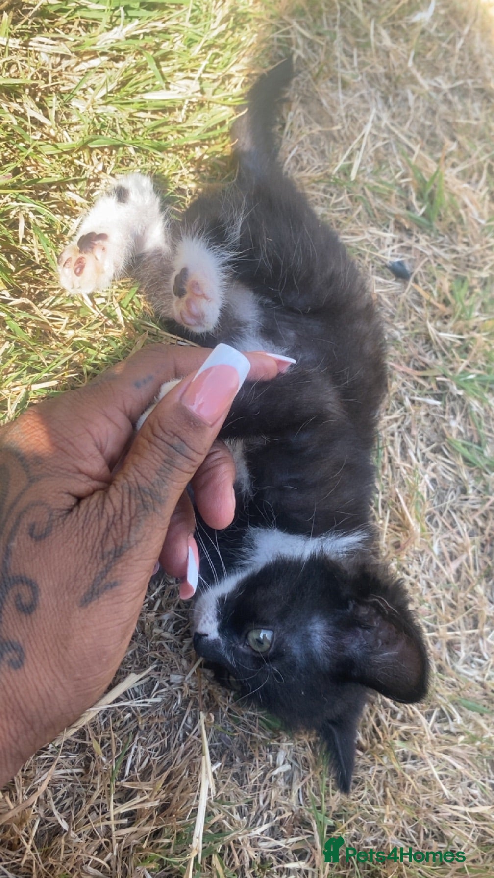 Mixed Breed cats 2 black an white female tabby  - Advert 1