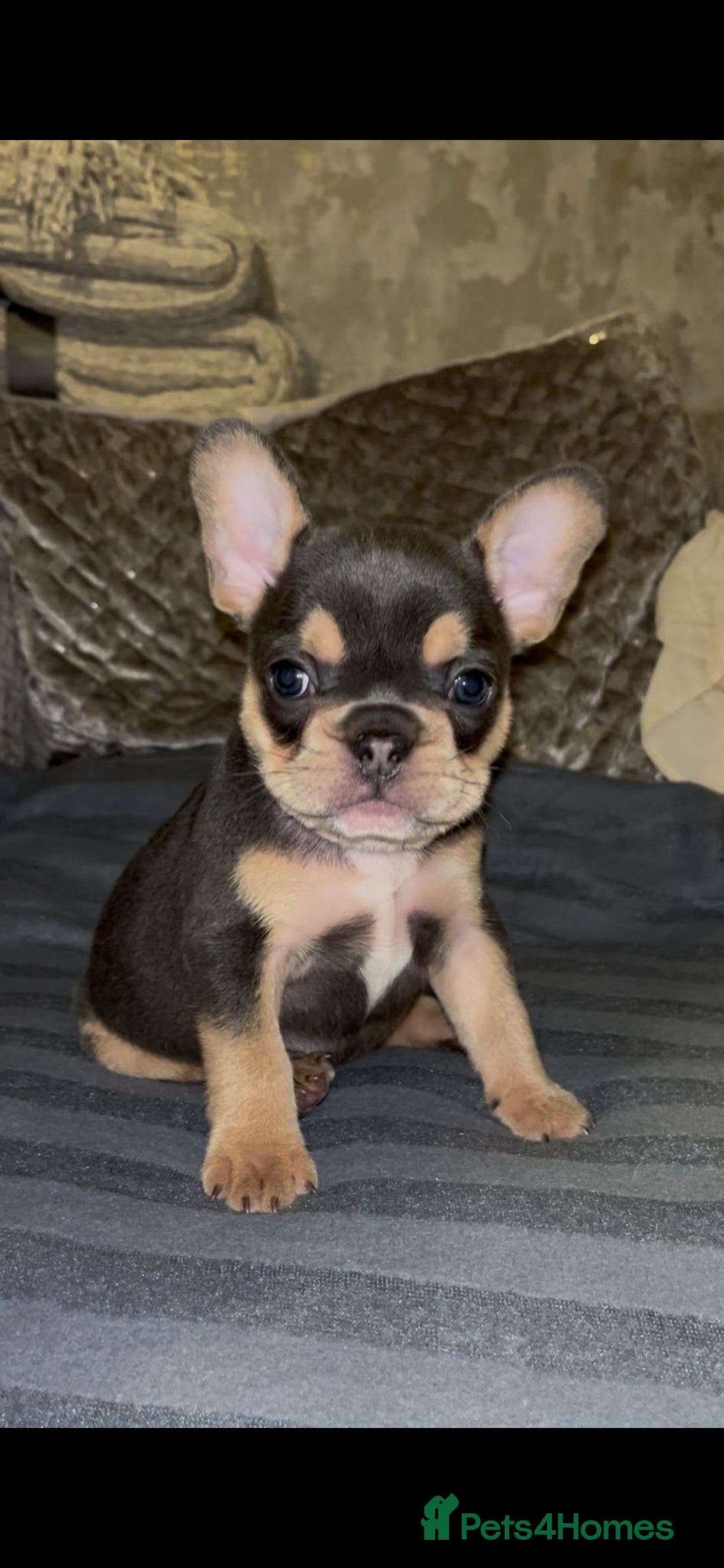 French Bulldog dogs for sale: Puppy frenchies - Advert 14