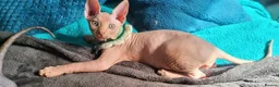 Sphynx cats for stud: 🐾 CHOCOLATE POINT BAMBINO STUD AVAILABLE 🐾 - Advert 12