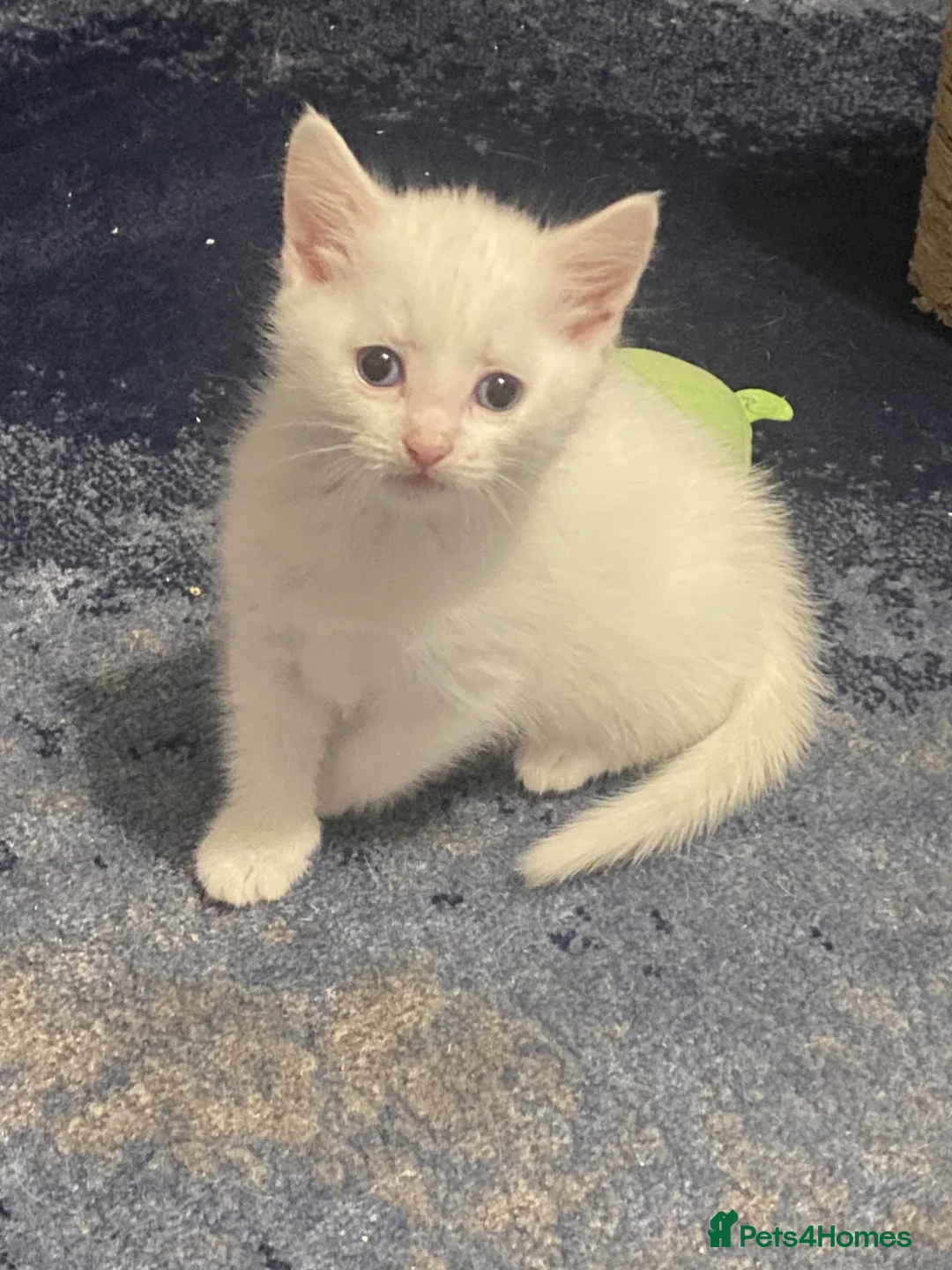 Bengal cats for sale: Snow Bengal/ khao manee kittens - Advert 2