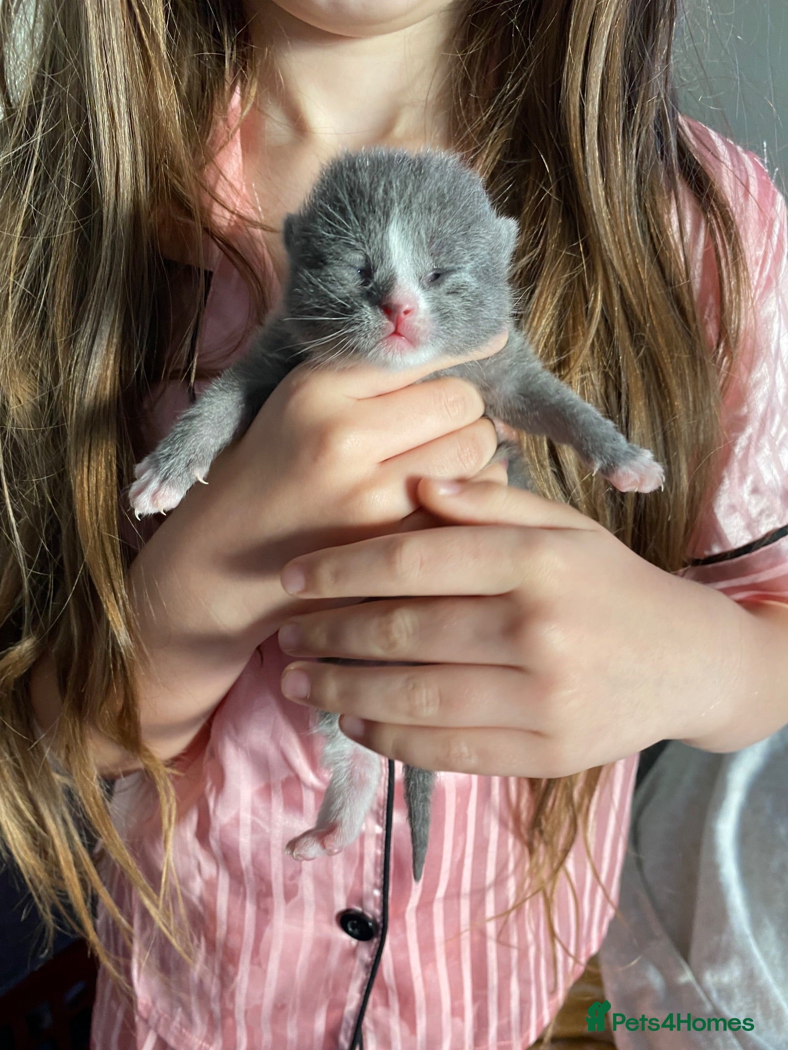 British Shorthair cats 3 British shorthair kittens  - Advert 2