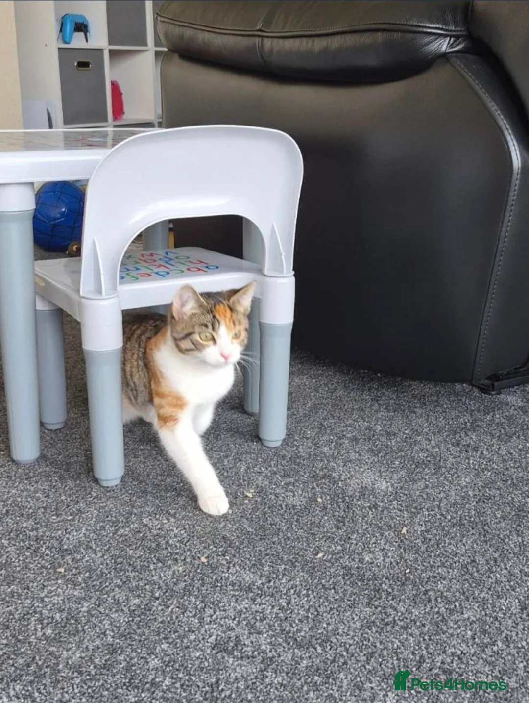 Mixed Breed cats for sale: Two 8 month old kittens for sale in Romford - Advert 6