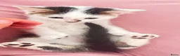 Mixed Breed cats for sale: Small kittens ready now london n9  in London - Advert 23
