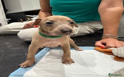 Italian Greyhound dogs for sale: Italian Greyhound Puppies  - Image 6
