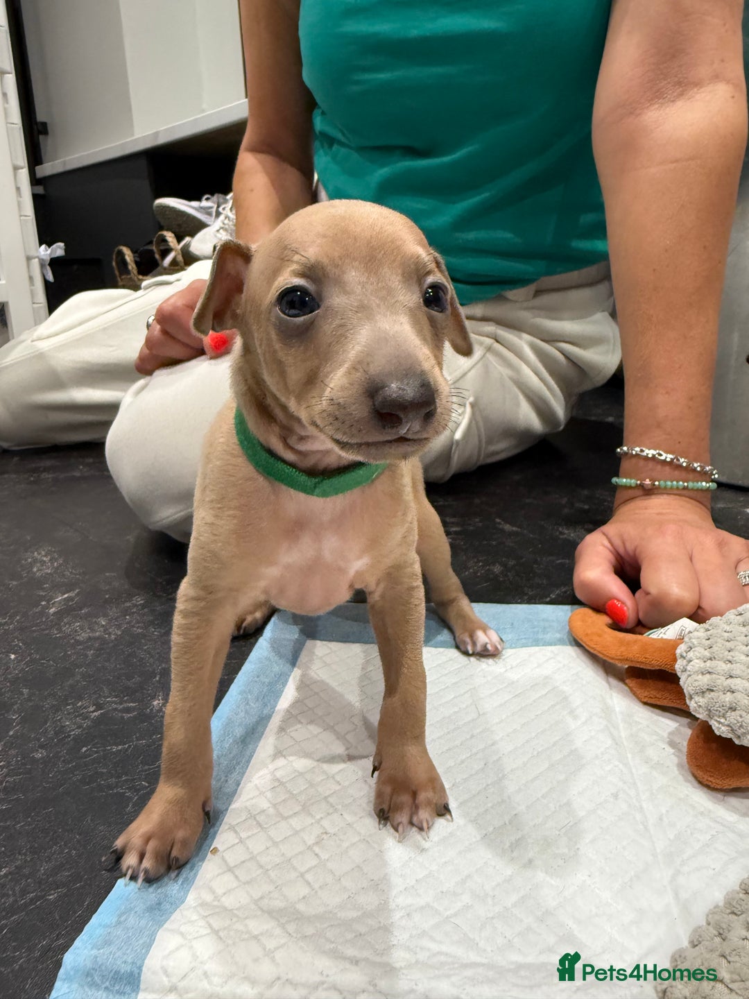 Italian Greyhound dogs for sale: Italian Greyhound Puppies  - Image 6