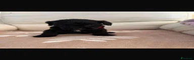 Cockapoo 2