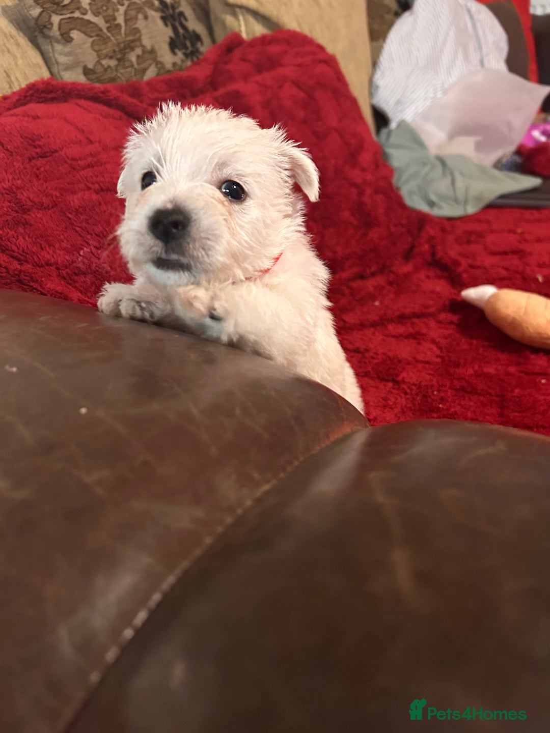 West Highland Terrier dogs for sale: West highland puppies - Advert 18