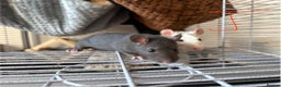 Rat rodents for sale: Baby girl rats - Advert 11