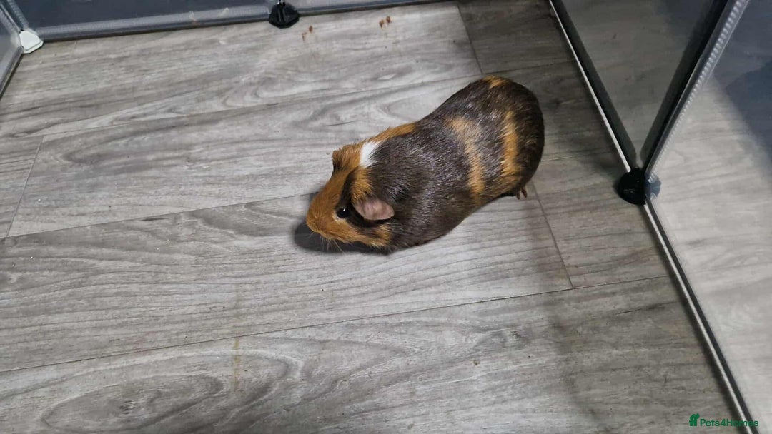 Guinea Pig rodents for sale: Male Guinea Pig - Image 3