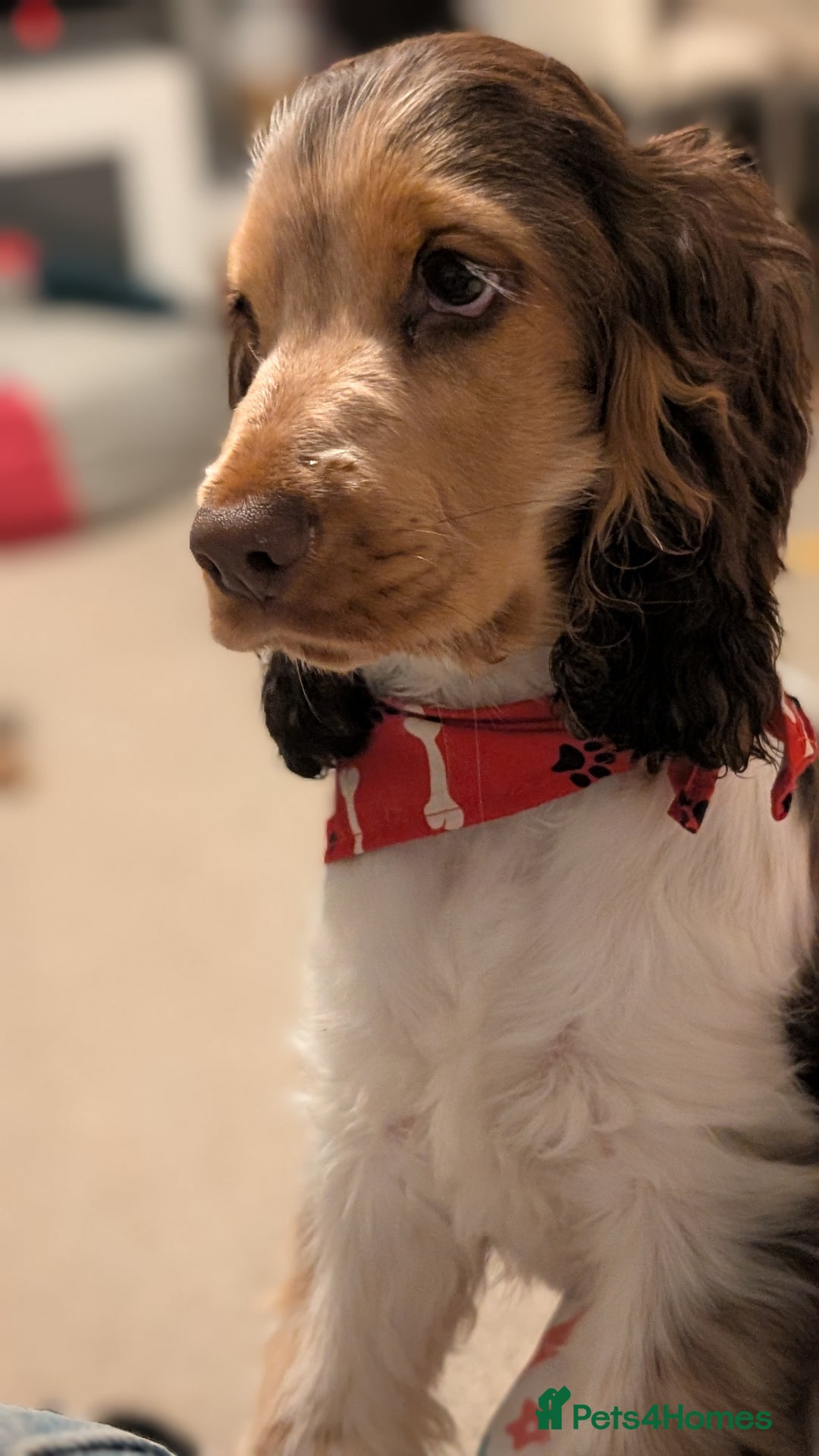 Cocker Spaniel dogs for sale: 6 months old Show Type Cocker Spaniel - Advert 5