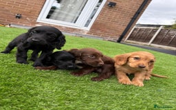 Cocker Spaniel dogs for sale: Beautiful cocker spaniels now ready - Image 4