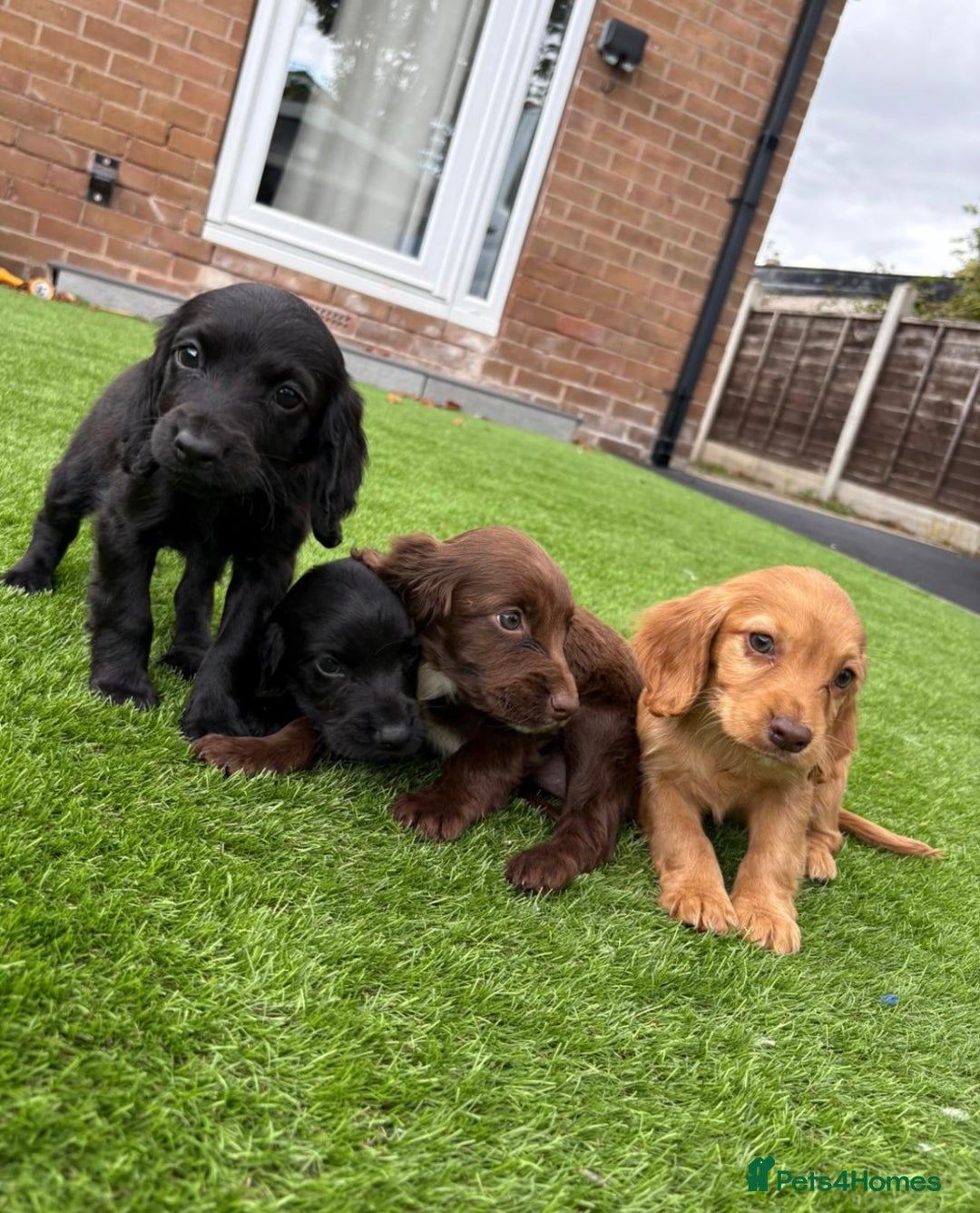 Cocker Spaniel dogs for sale: Beautiful cocker spaniels now ready - Image 4