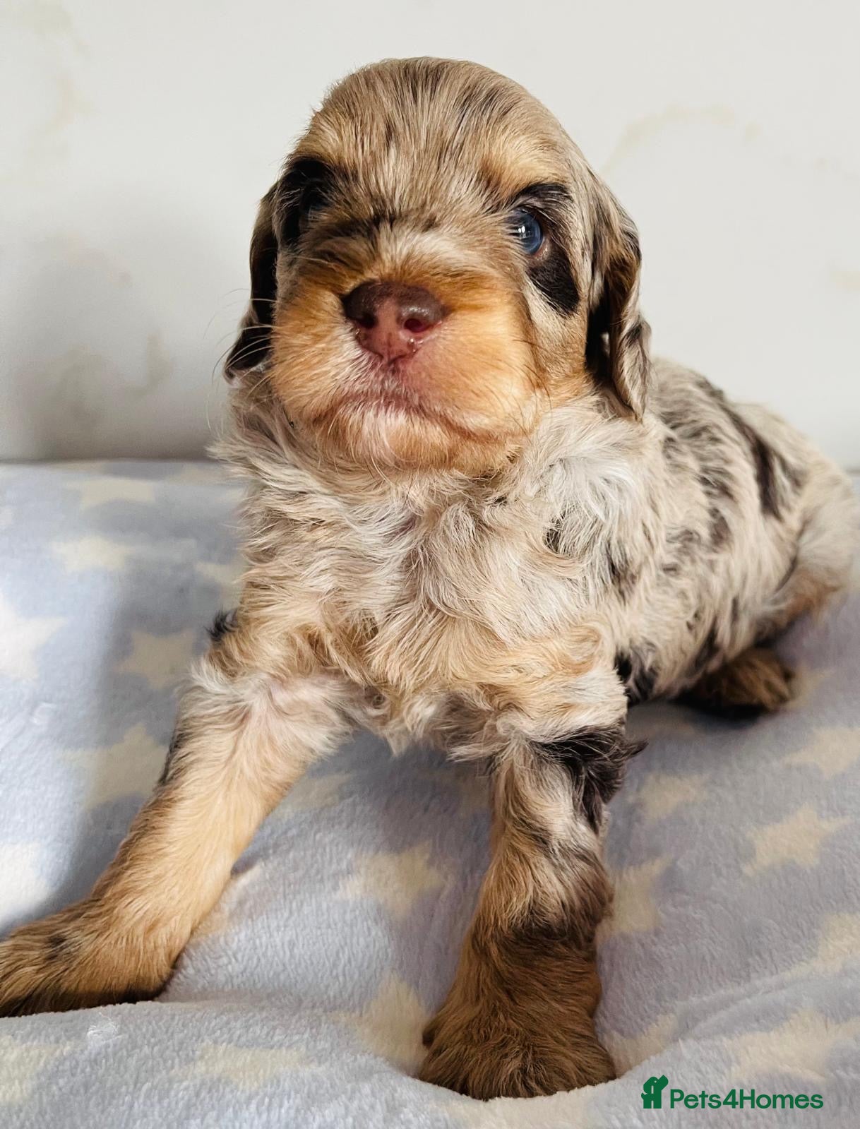 Cockapoo dogs Fully DNA tested stunning Cockapoo puppies - Advert 9