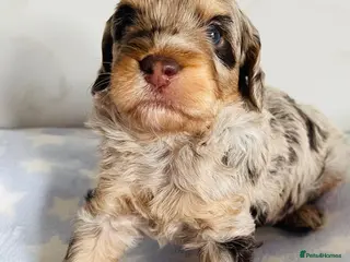 Cockapoo dogs Fully DNA tested stunning Cockapoo puppies - Advert 12