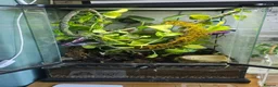 Gecko reptiles for sale: Breeding Trio chameleon gecko - Advert 1