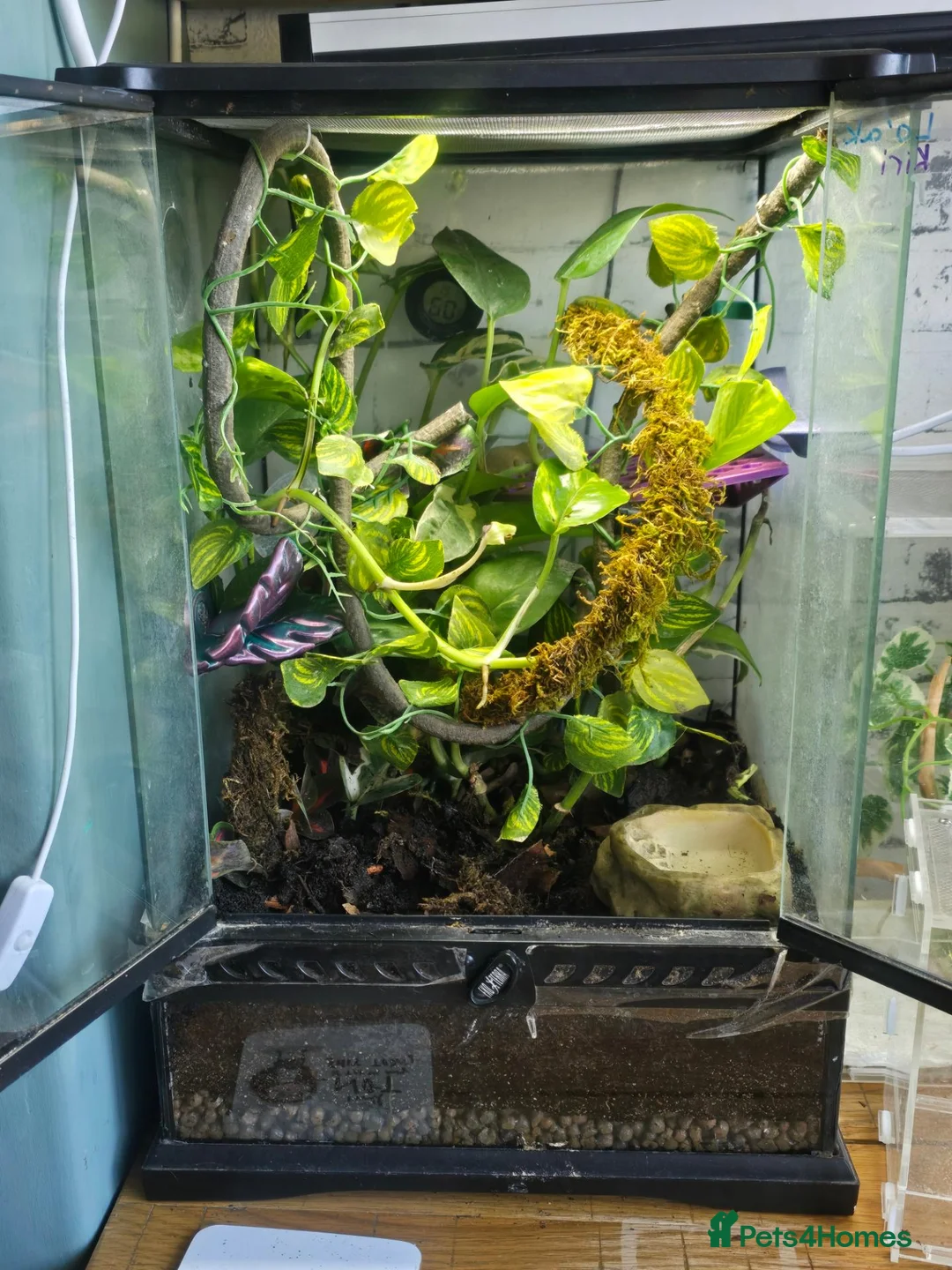 Gecko reptiles for sale: Breeding Trio chameleon gecko - Advert 1