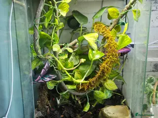 Gecko reptiles Breeding Trio chameleon gecko - Advert 1